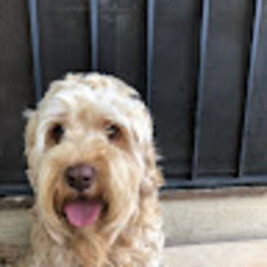 Meet your Posher, The lovely